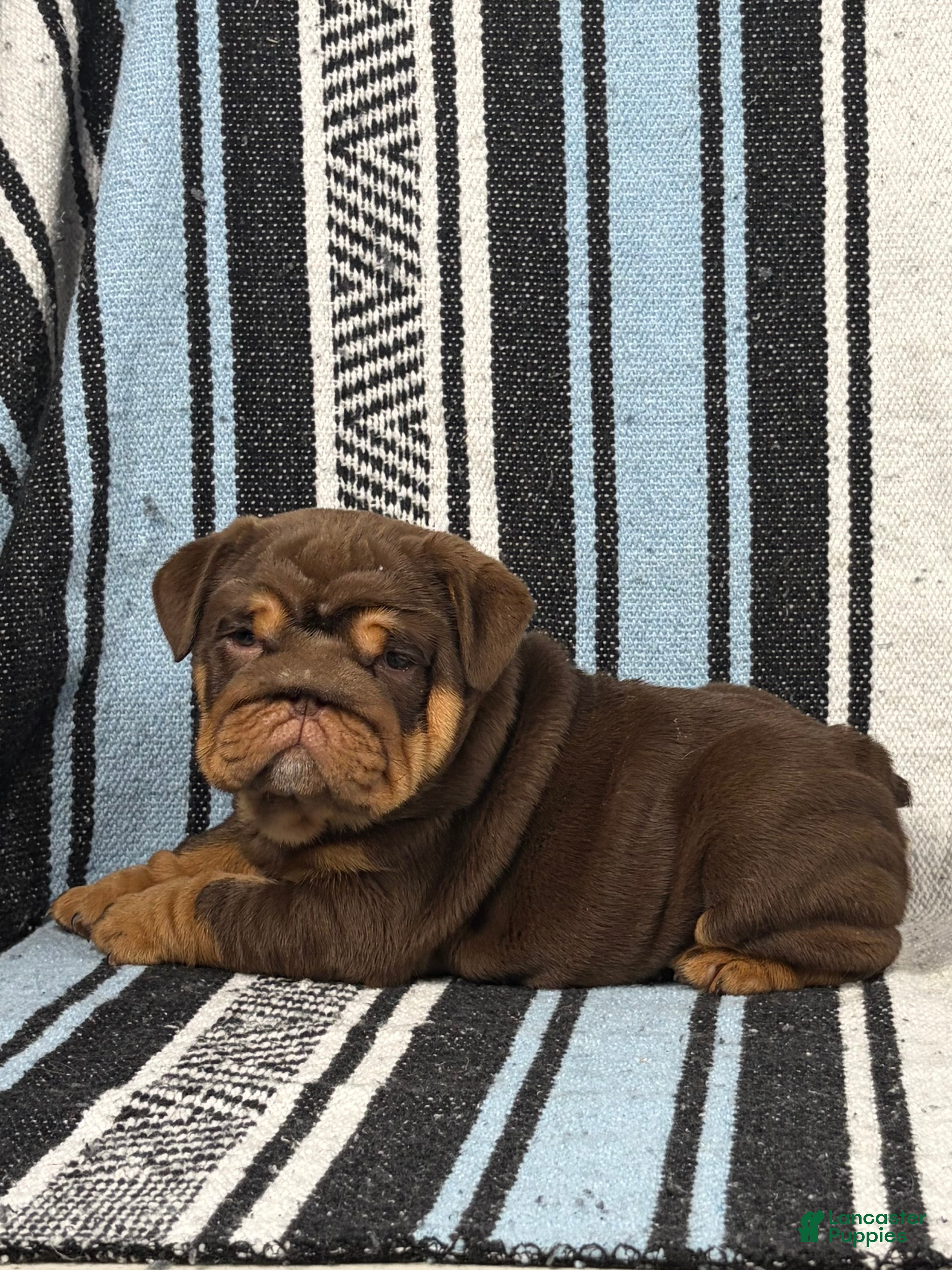 English Bulldog dogs Jules - Ad 2