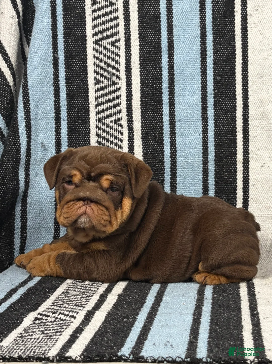 English Bulldog dogs for sale: Jules - Ad 2