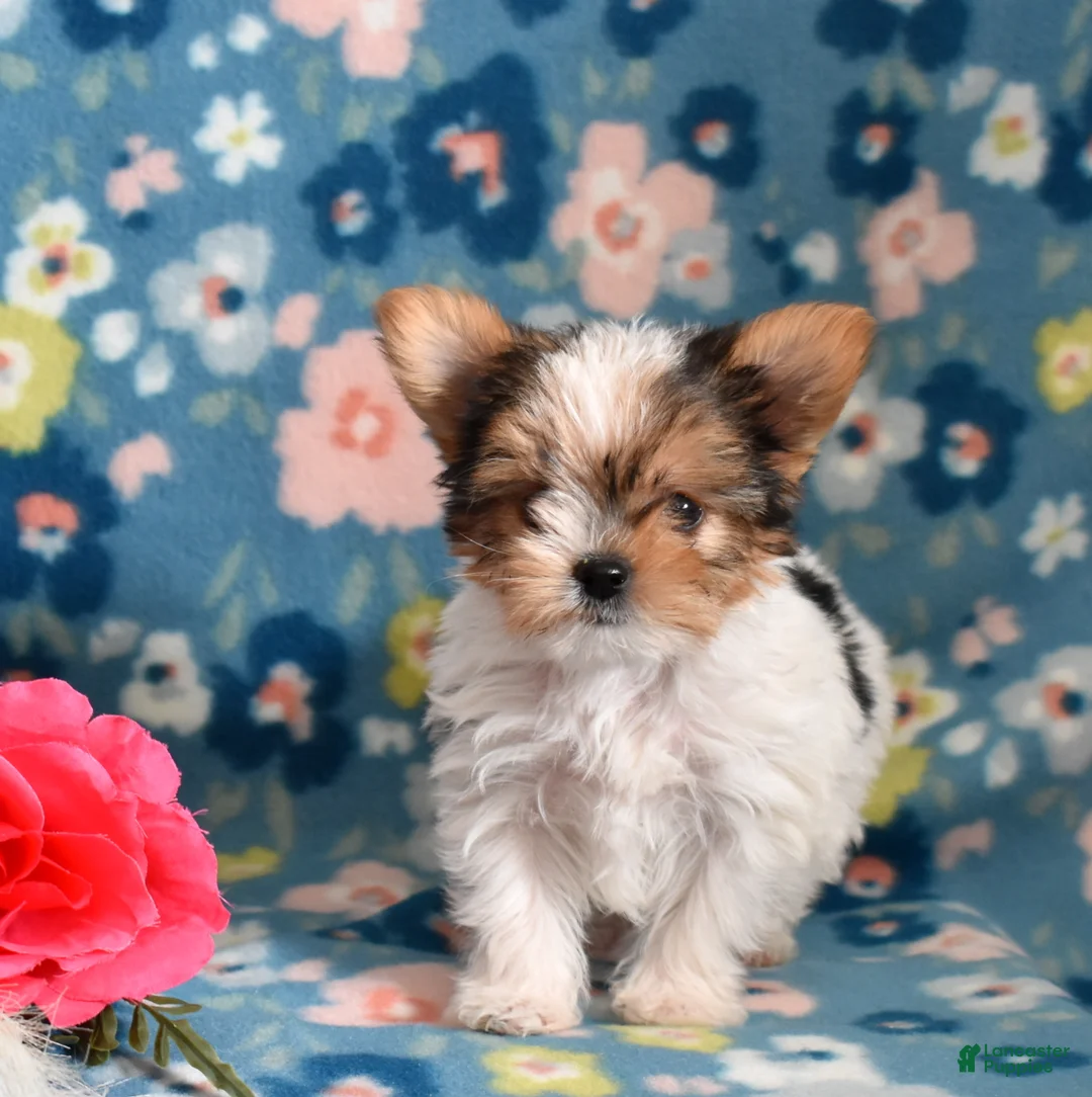 Yorkshire Terrier dogs for sale: Ginger - Ad 2