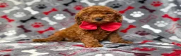 Mini Goldendoodle dogs for sale: Smokey - Ad 4