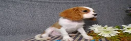 Cavalier King Charles Spaniel dogs for sale: Baxter - Ad 4