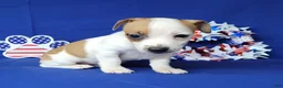 Jack Russell Terrier dogs for sale: Jax purebred JRT - Ad 4