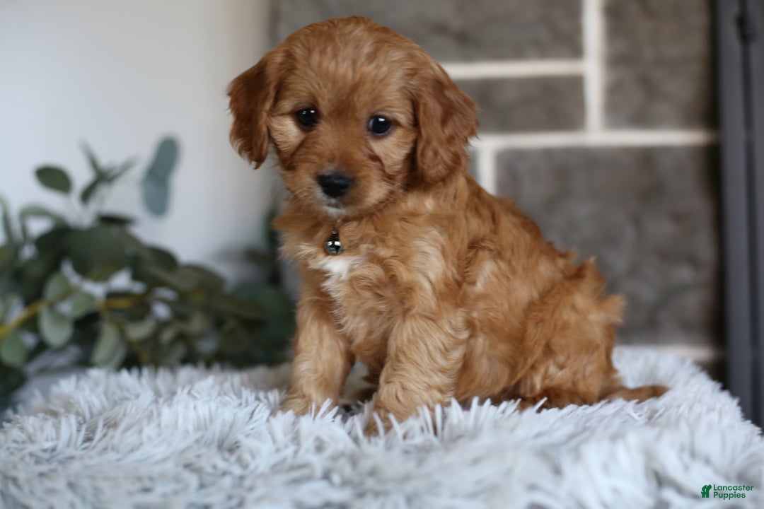 Cavapoo dogs for sale: Mochi - Ad 11