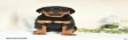 Rottweiler dogs for sale: Angel - Ad 2