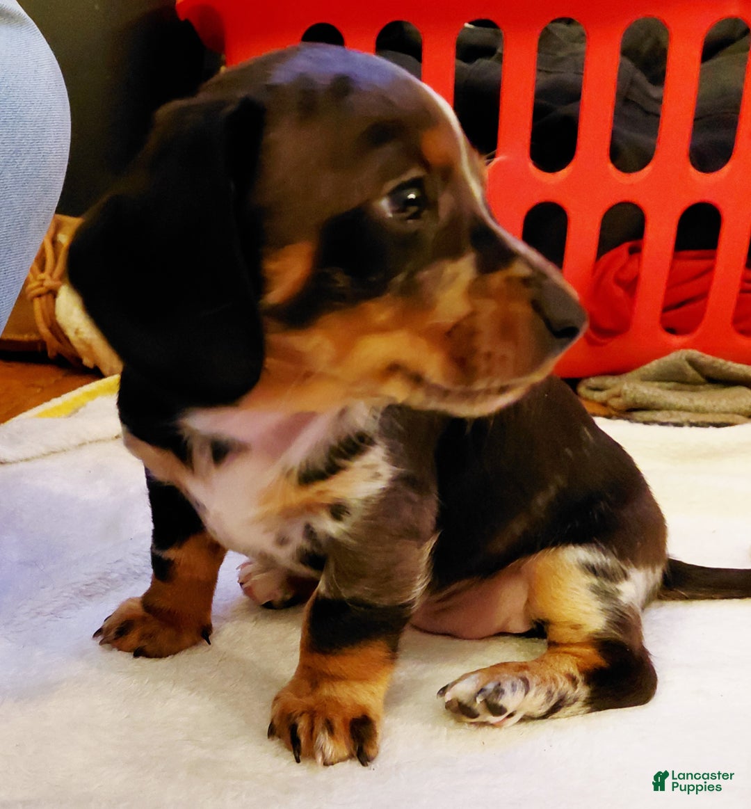 Miniature Dachshund dogs for sale: Miniature Dachshund Puppy 2 - Ad 2