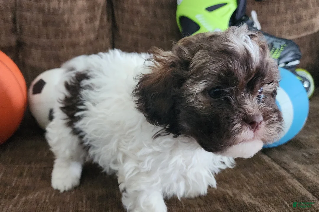 Shihpoo dogs for sale: HERCULES - Ad 5