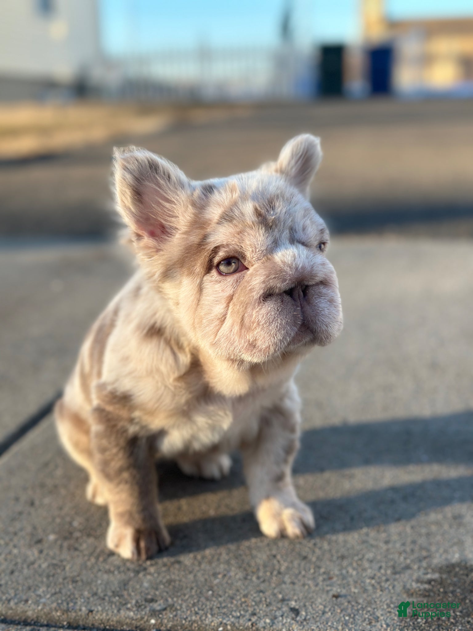 French Bulldog dogs  Female Micro French Bulldog Puppy Henny - Ad 2