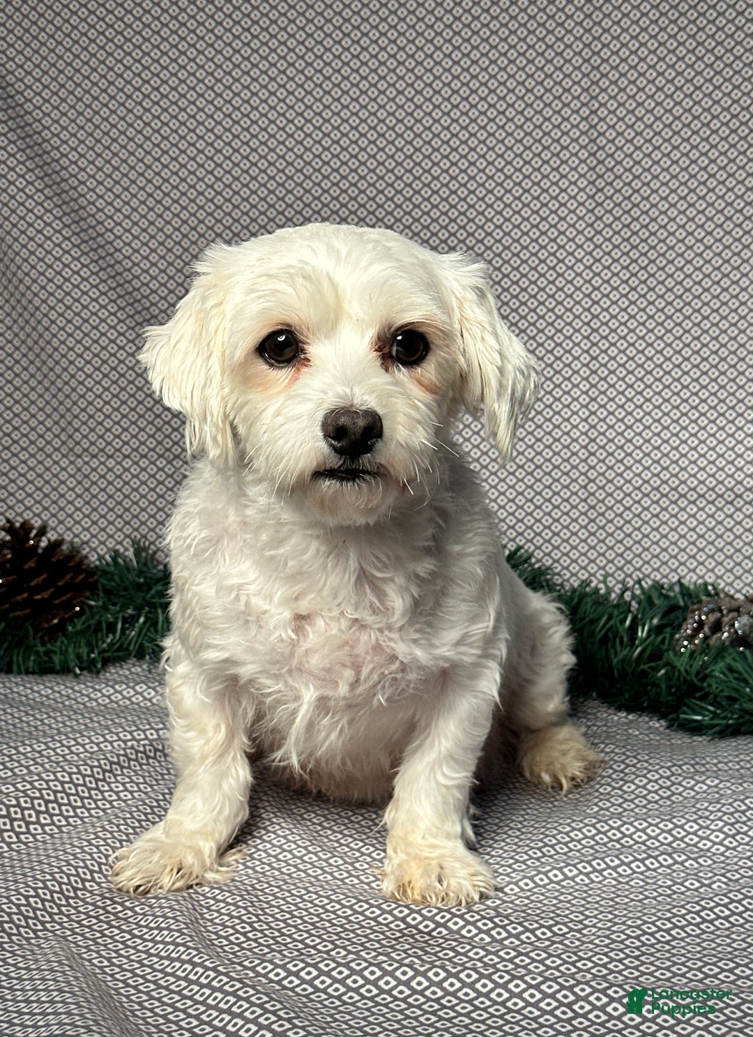 Maltese dogs for sale: Emily - Ad 6