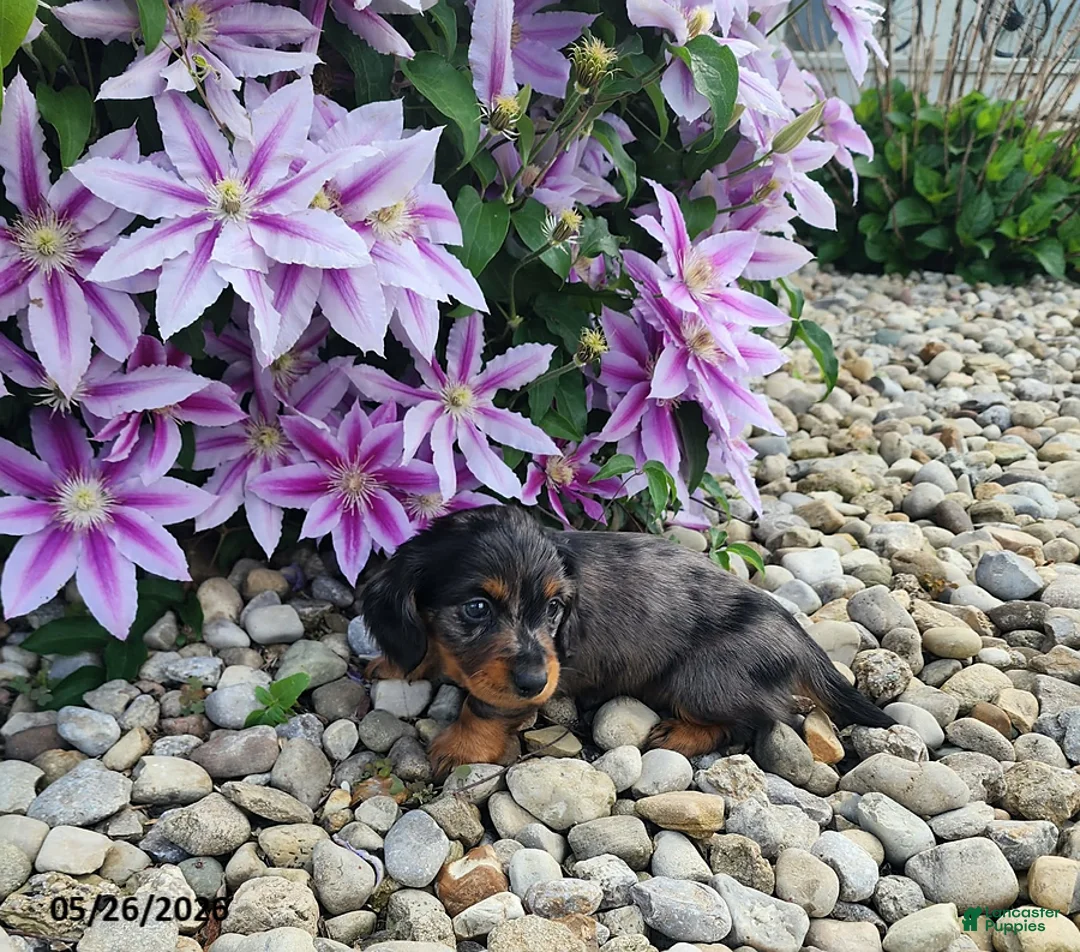 Dachshund dogs for sale: Harry - Ad 1