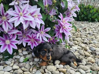 Dachshund dogs Harry - Ad 11