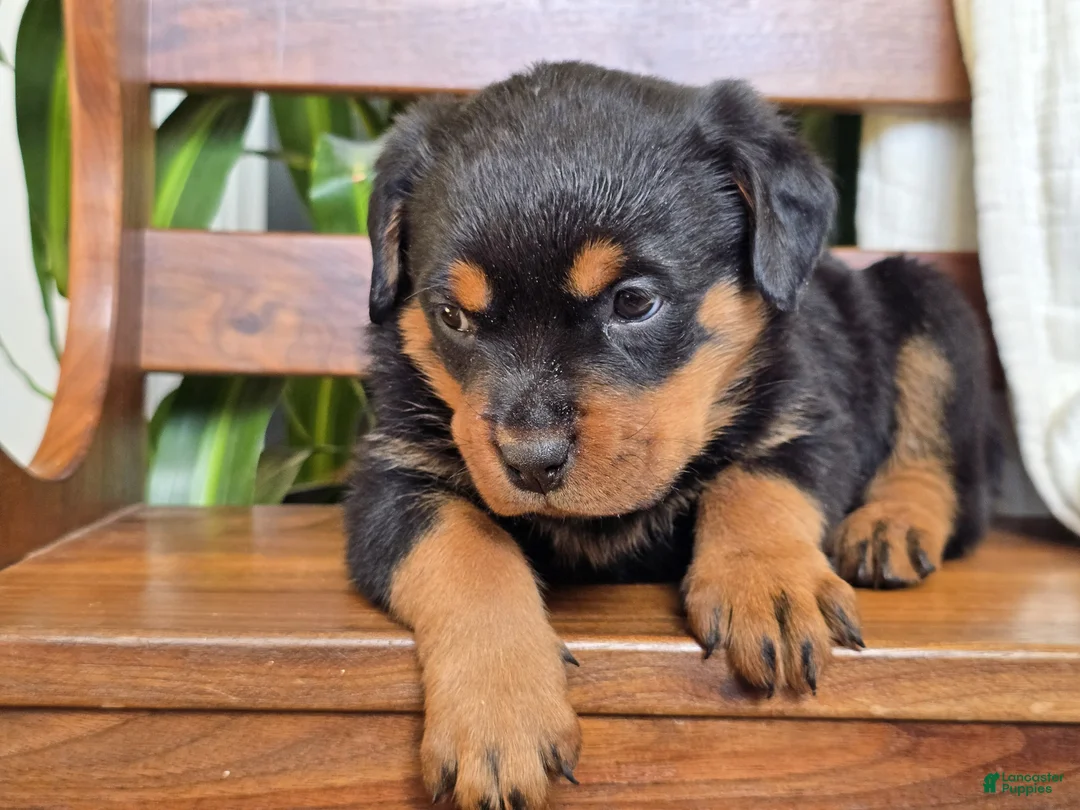 Rottweiler dogs for sale: Winter - Ad 3