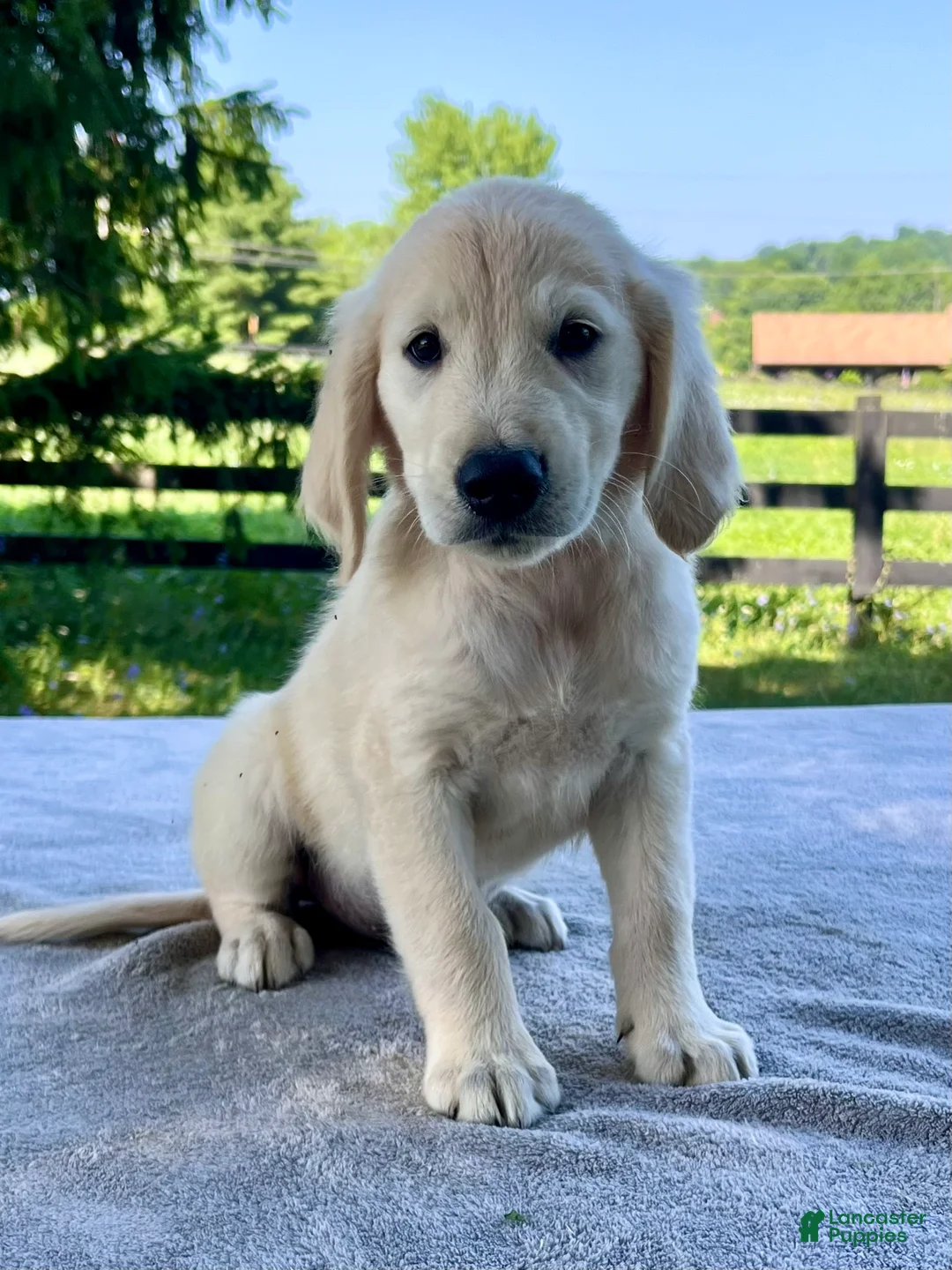 Golden Retriever dogs for sale: Oakley - Ad 2