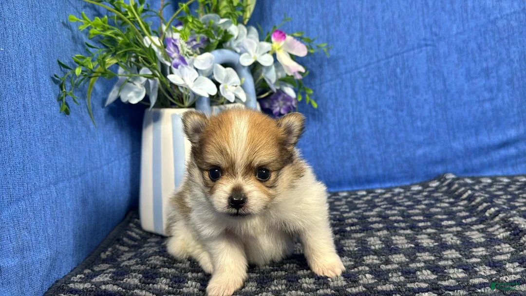 Pomeranian dogs for sale: Pomeranian 2 - Ad 1