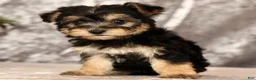 Yochon dogs for sale: Vanessa - Ad 6