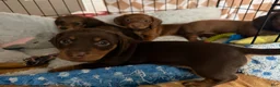 Dachshund dogs for sale: Dallas - Ad 4