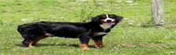 Mini Bernedoodle dogs for sale: Starfire - Ad 6