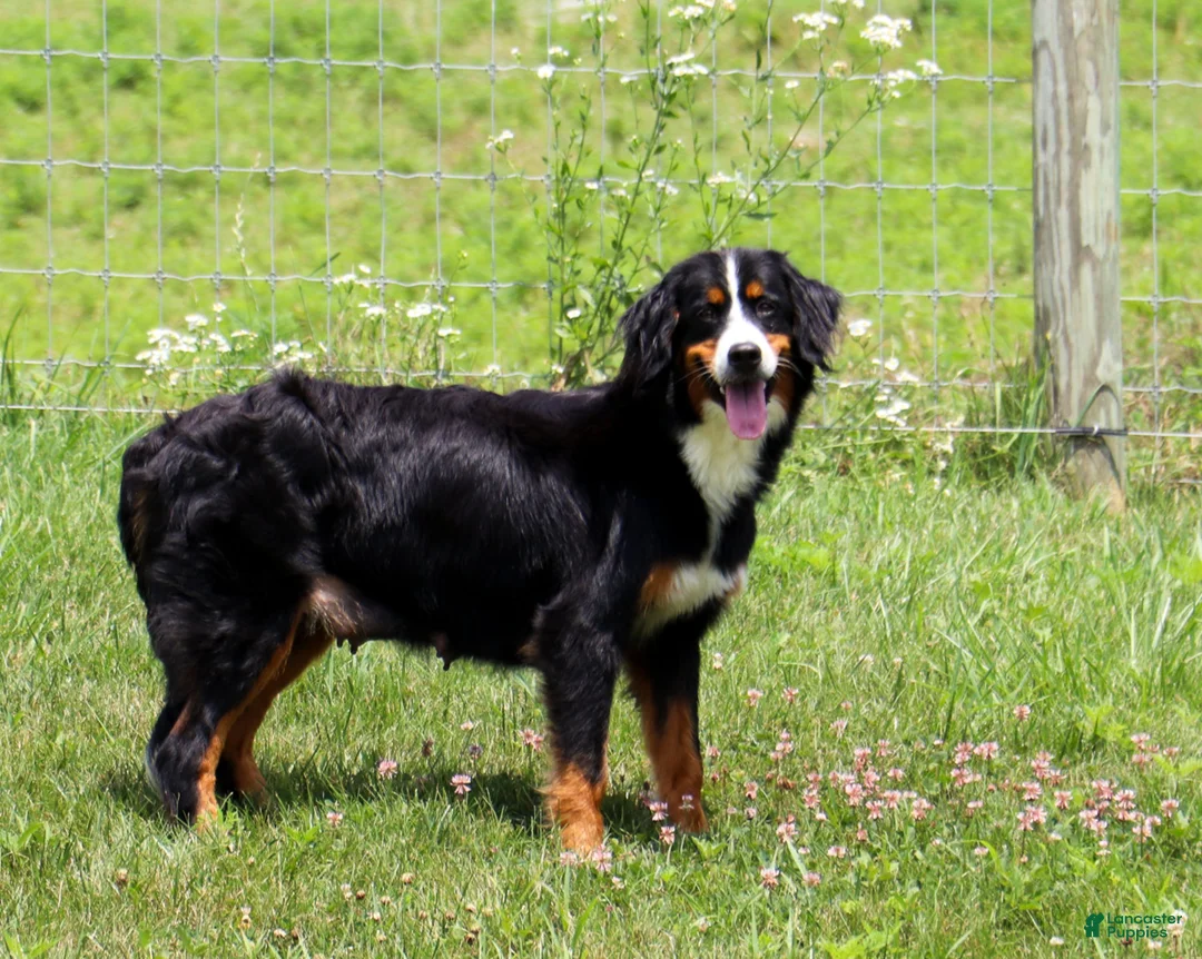 Mini Bernedoodle dogs for sale: Starfire - Ad 6