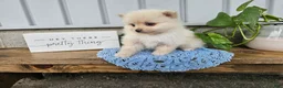 Pomeranian dogs for sale: Ivory - Ad 3