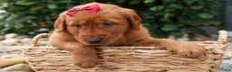 Golden Retriever dogs for sale: Quinny 🐾  - Ad 19