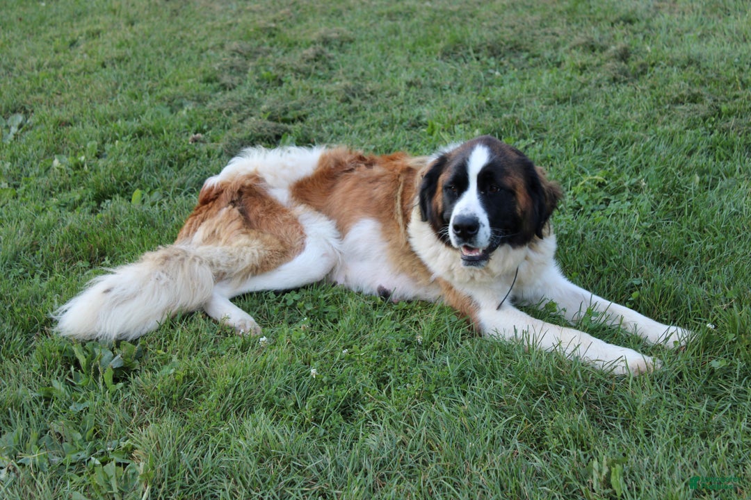 Saint Bernard dogs for sale: Beau - Ad 7