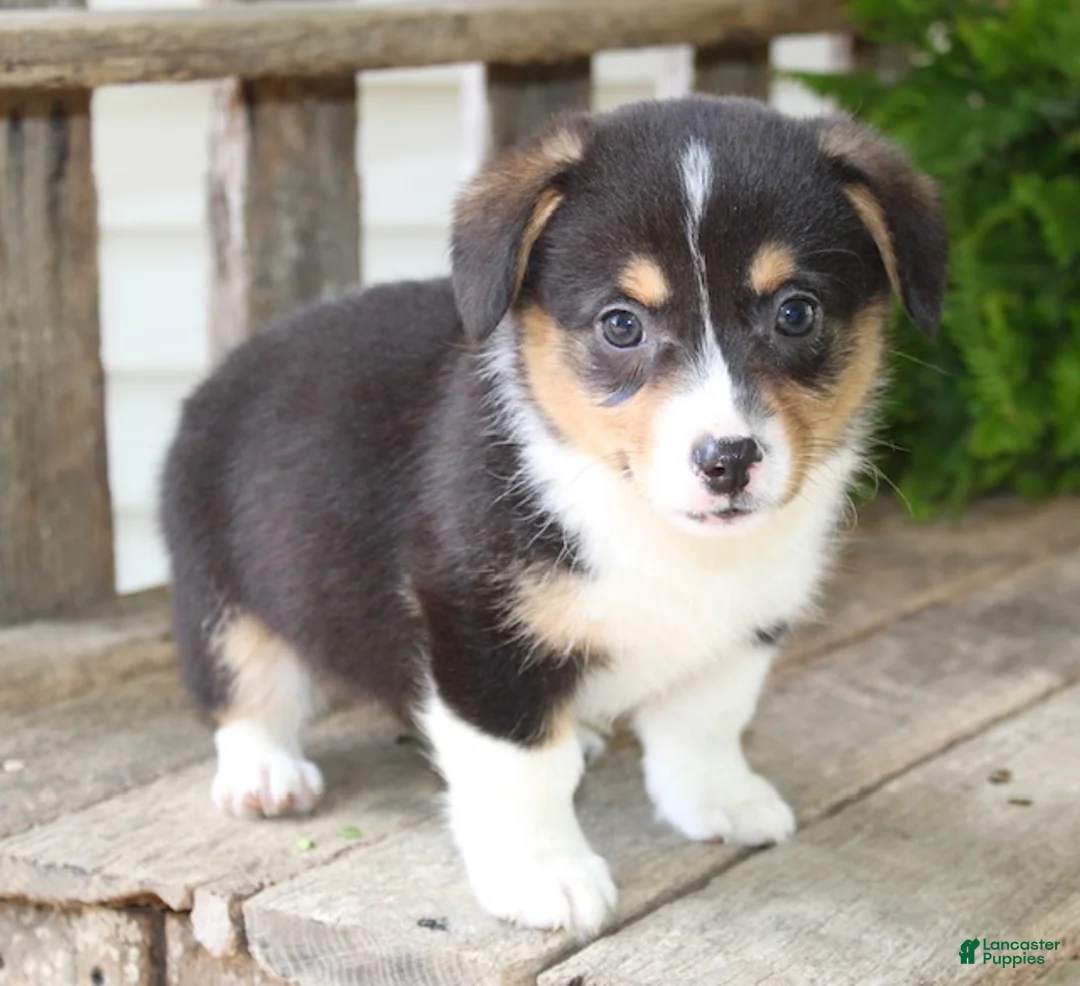 Mixed Breed dogs for sale: Lulu - Ad 2