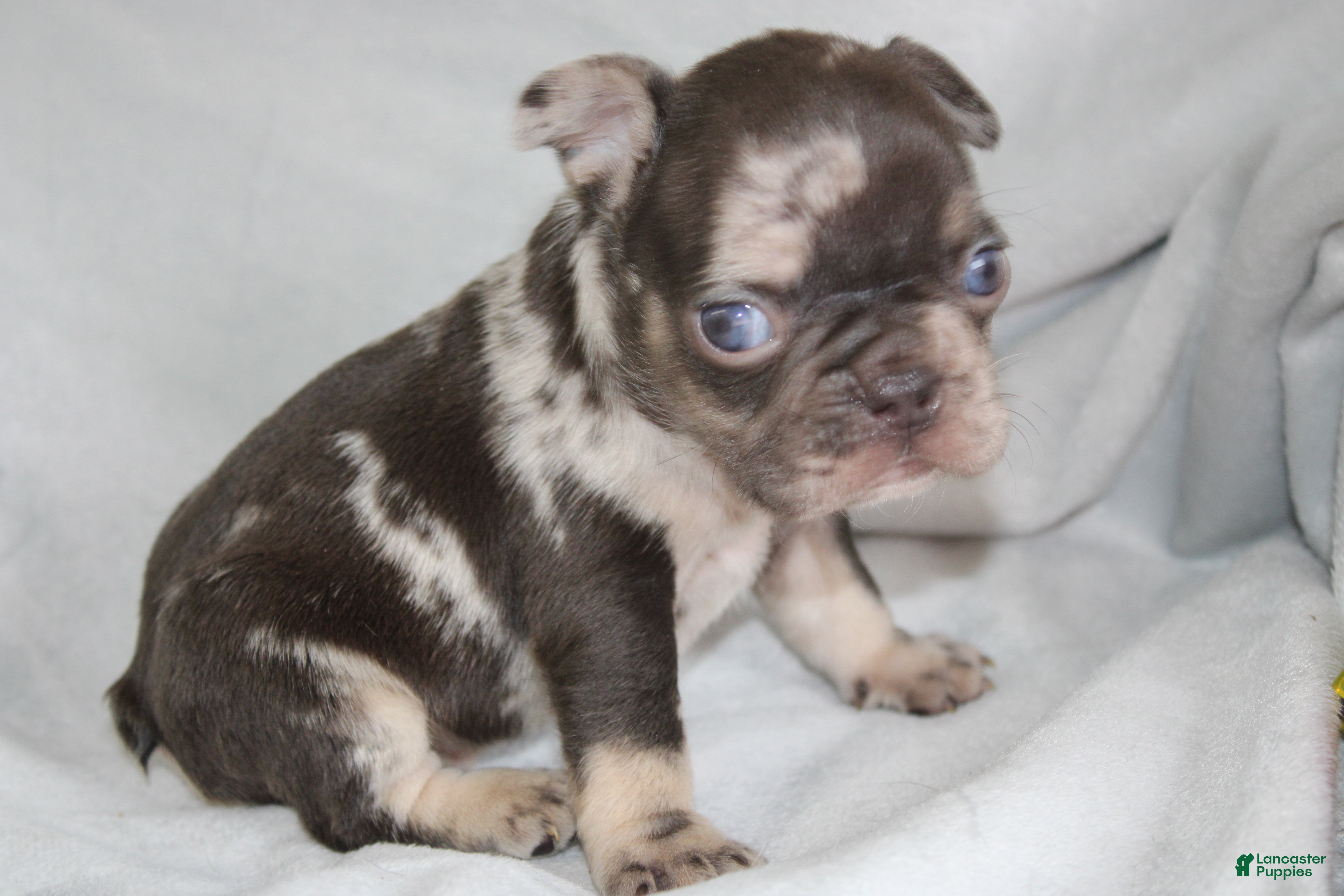 French Bulldog dogs HANK - Ad 16