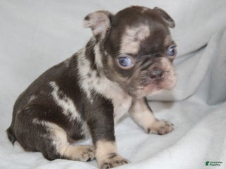 French Bulldog dogs HANK - Ad 23
