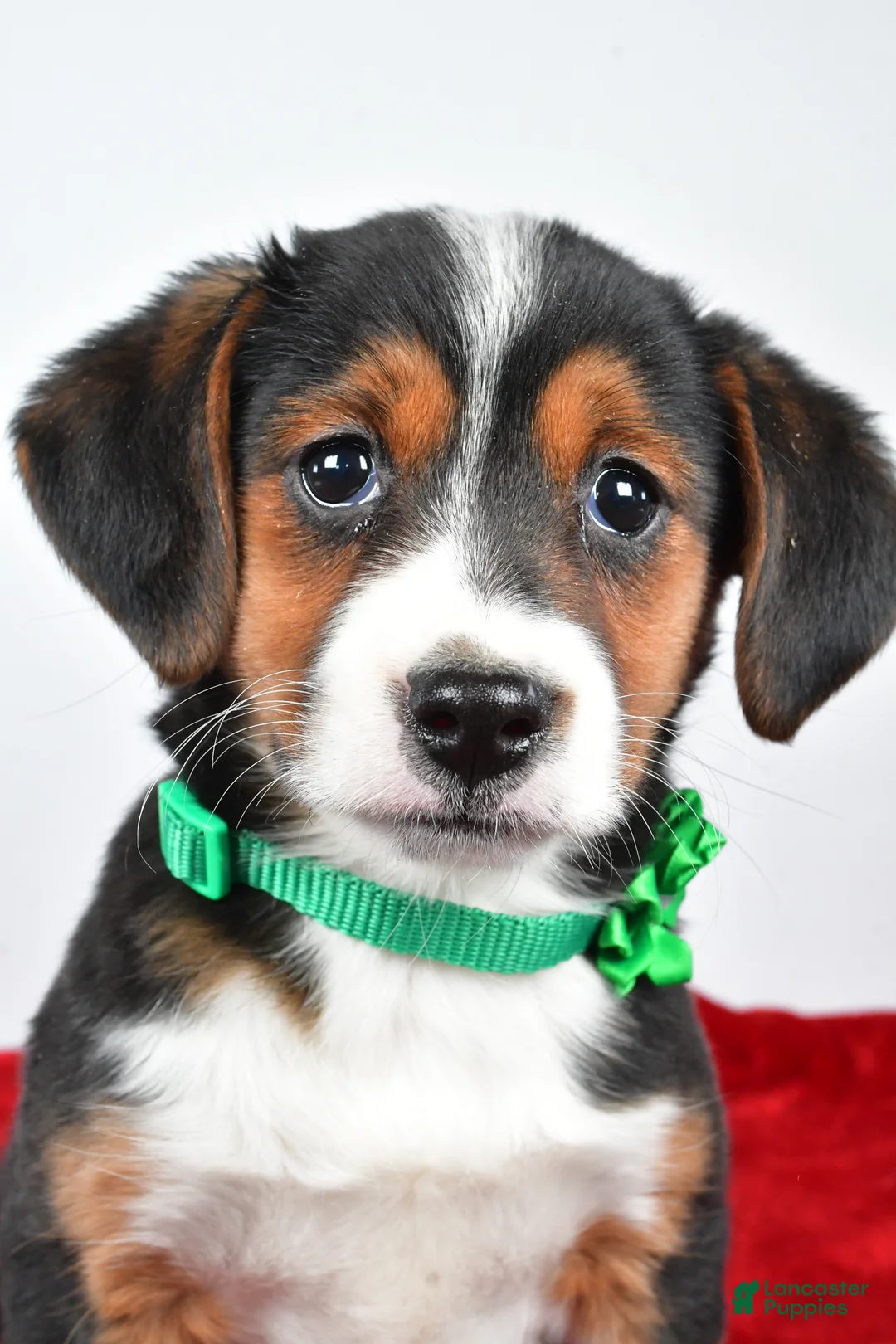 Mixed Breed dogs for sale: Tiffany - Ad 8