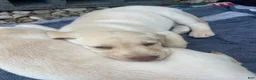 Labrador Retriever dogs for sale: Bailey - Ad 6