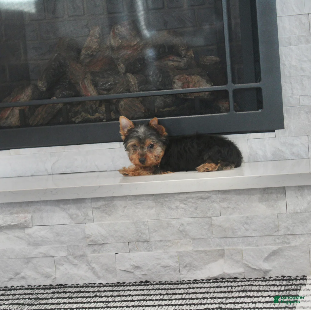 Yorkshire Terrier dogs for sale: Radar - Ad 6