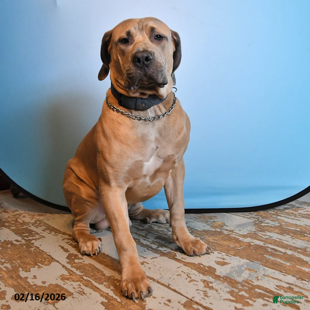Mixed Breed dogs for sale: George - Ad 3