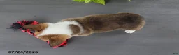 Welsh Corgi Pembroke dogs for sale: Lola - Ad 4