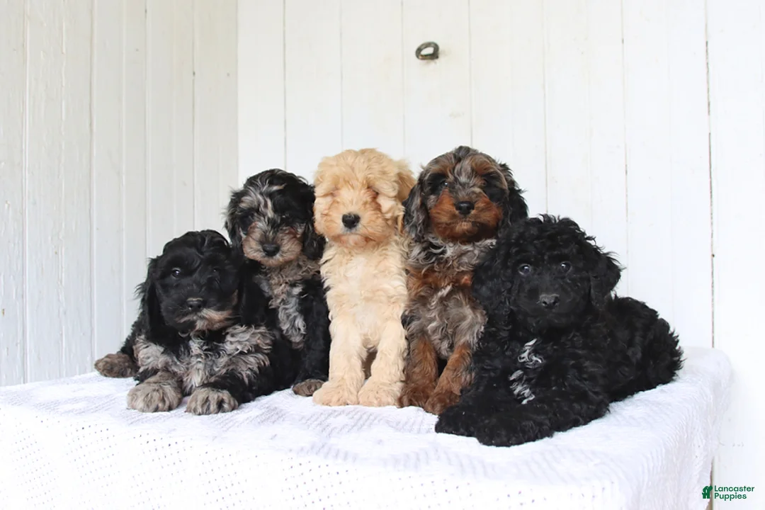 Cockapoo dogs for sale: Anna - Ad 3