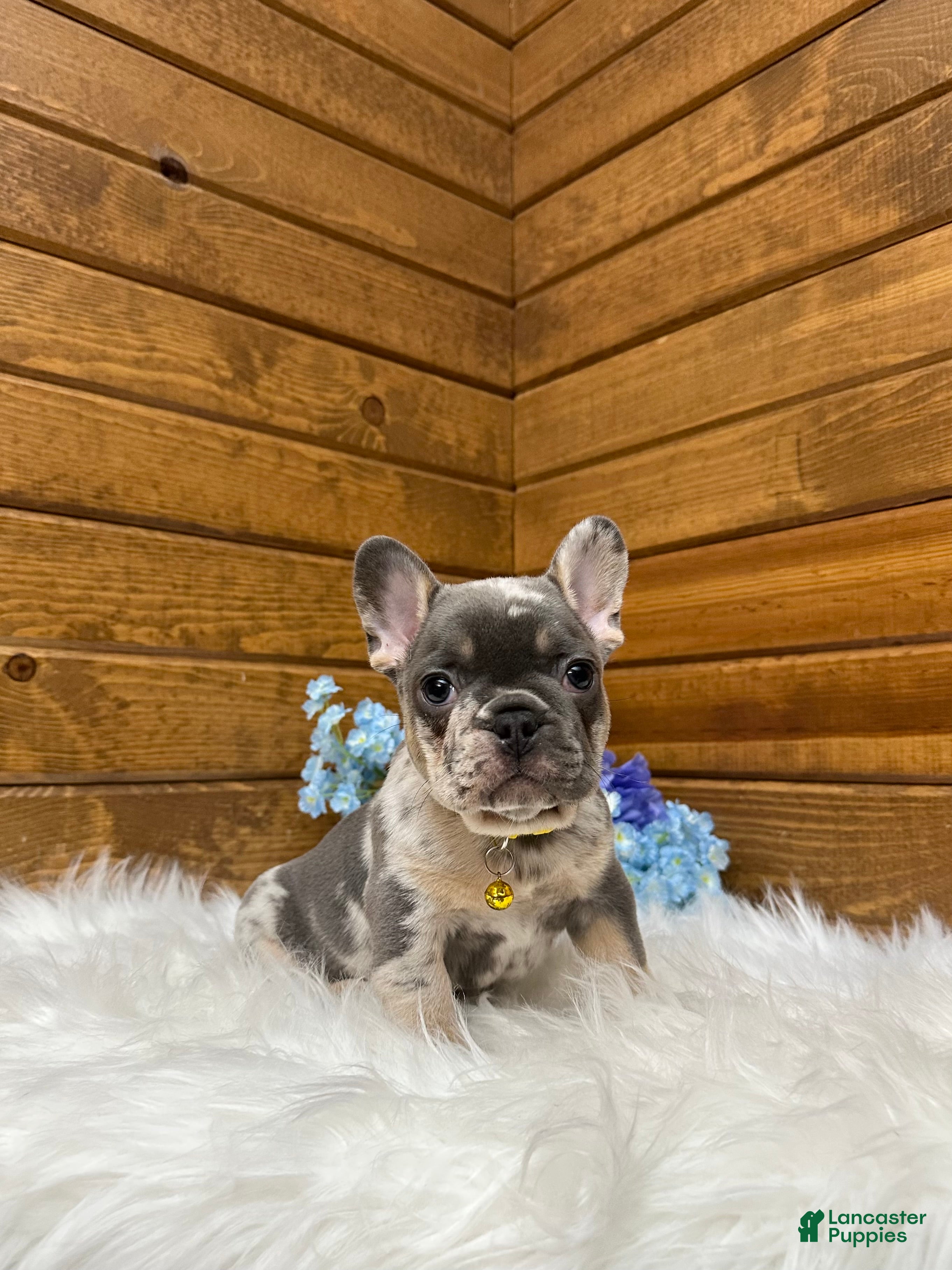 French Bulldog dogs Luka - Ad 1