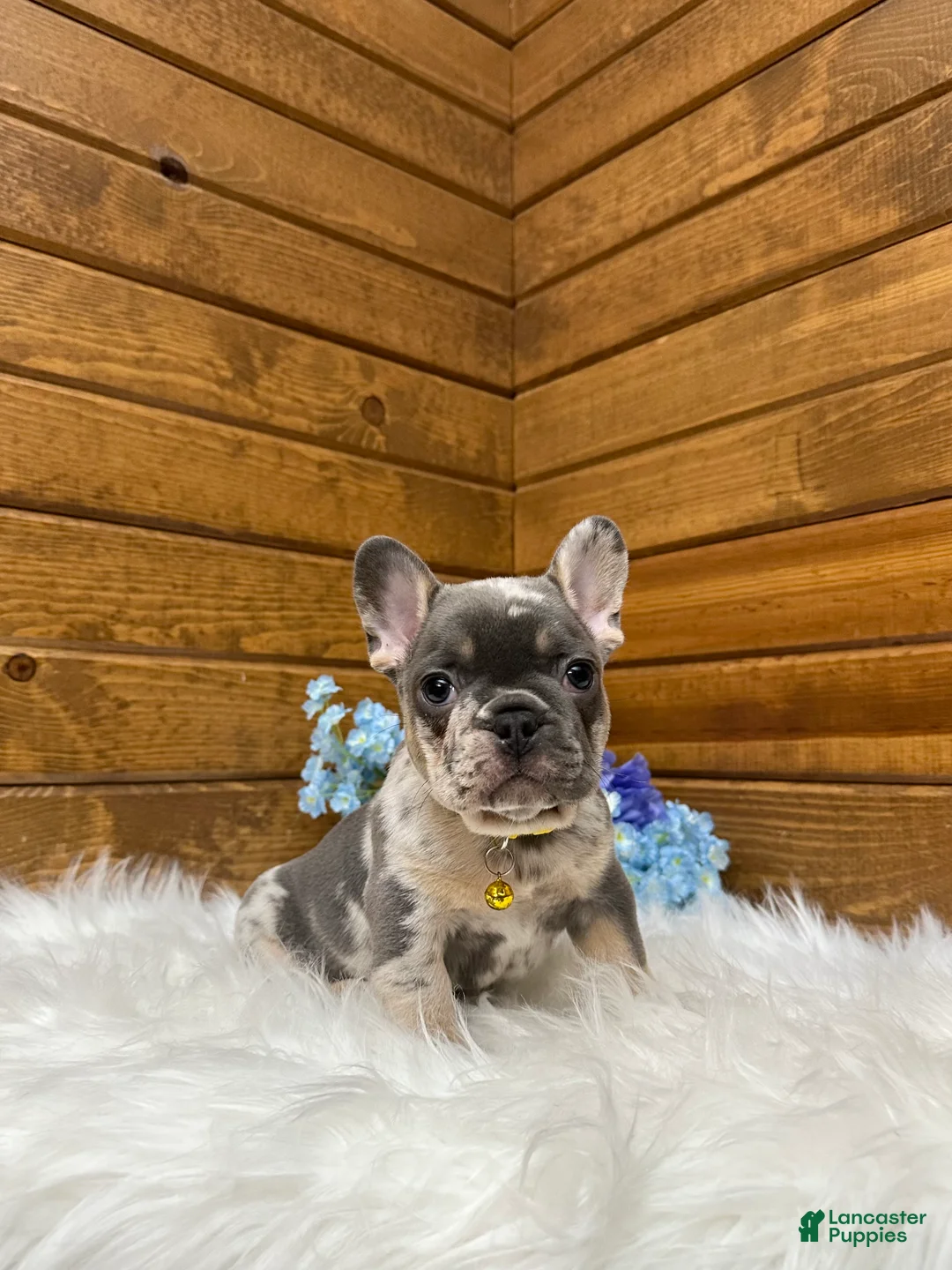 French Bulldog dogs for sale: Luka - Ad 1