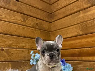 French Bulldog dogs for sale: Luka - Ad 2