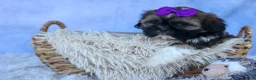 Shih Tzu dogs for sale: SADIE - Ad 15
