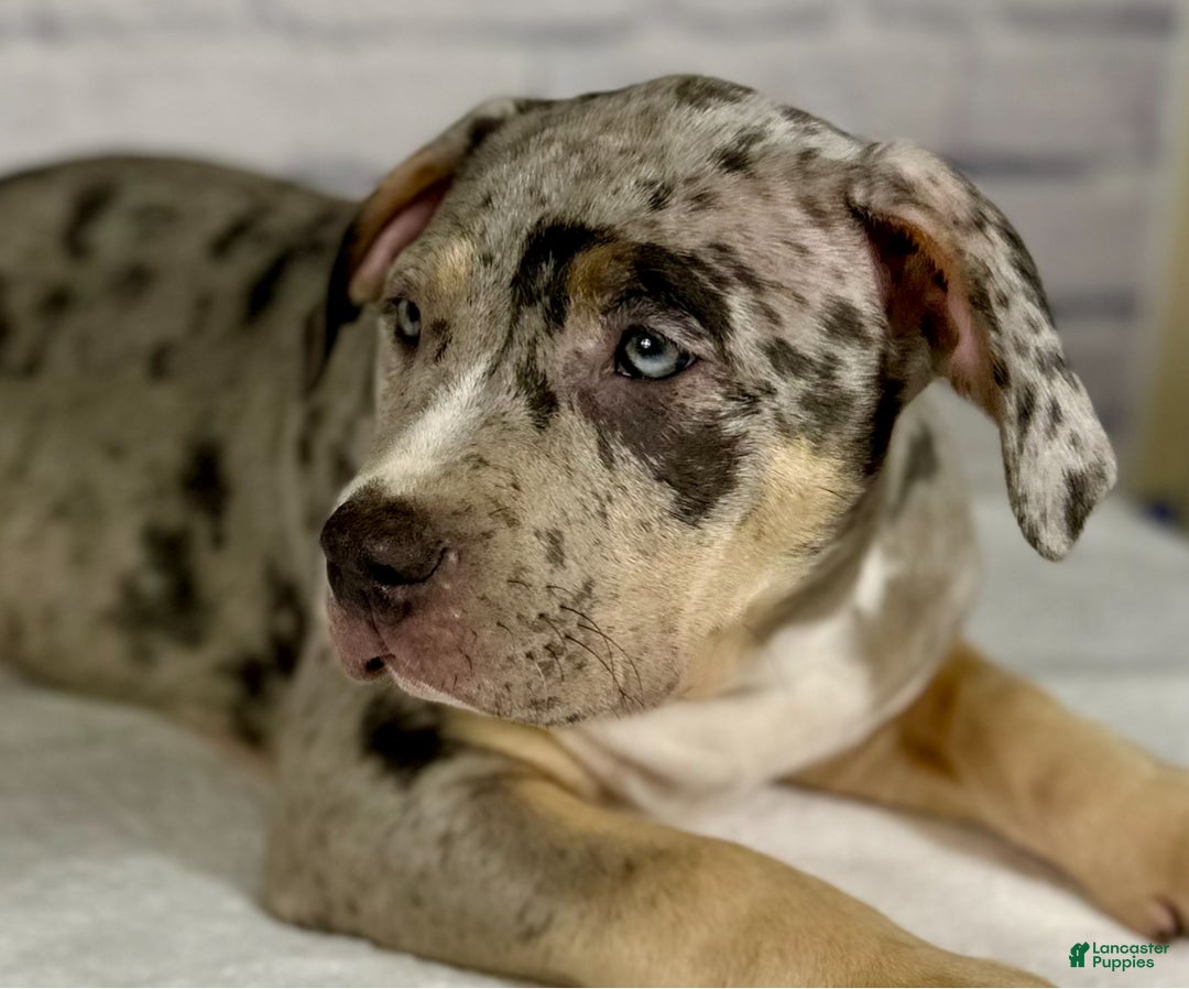 American Bully dogs for sale: Blue Moon - Ad 8