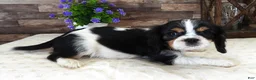 Cavalier King Charles Spaniel dogs for sale: #2 Male (Lulu's) - Ad 3