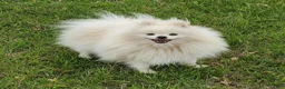 Pomeranian dogs for sale: Gage - Ad 9