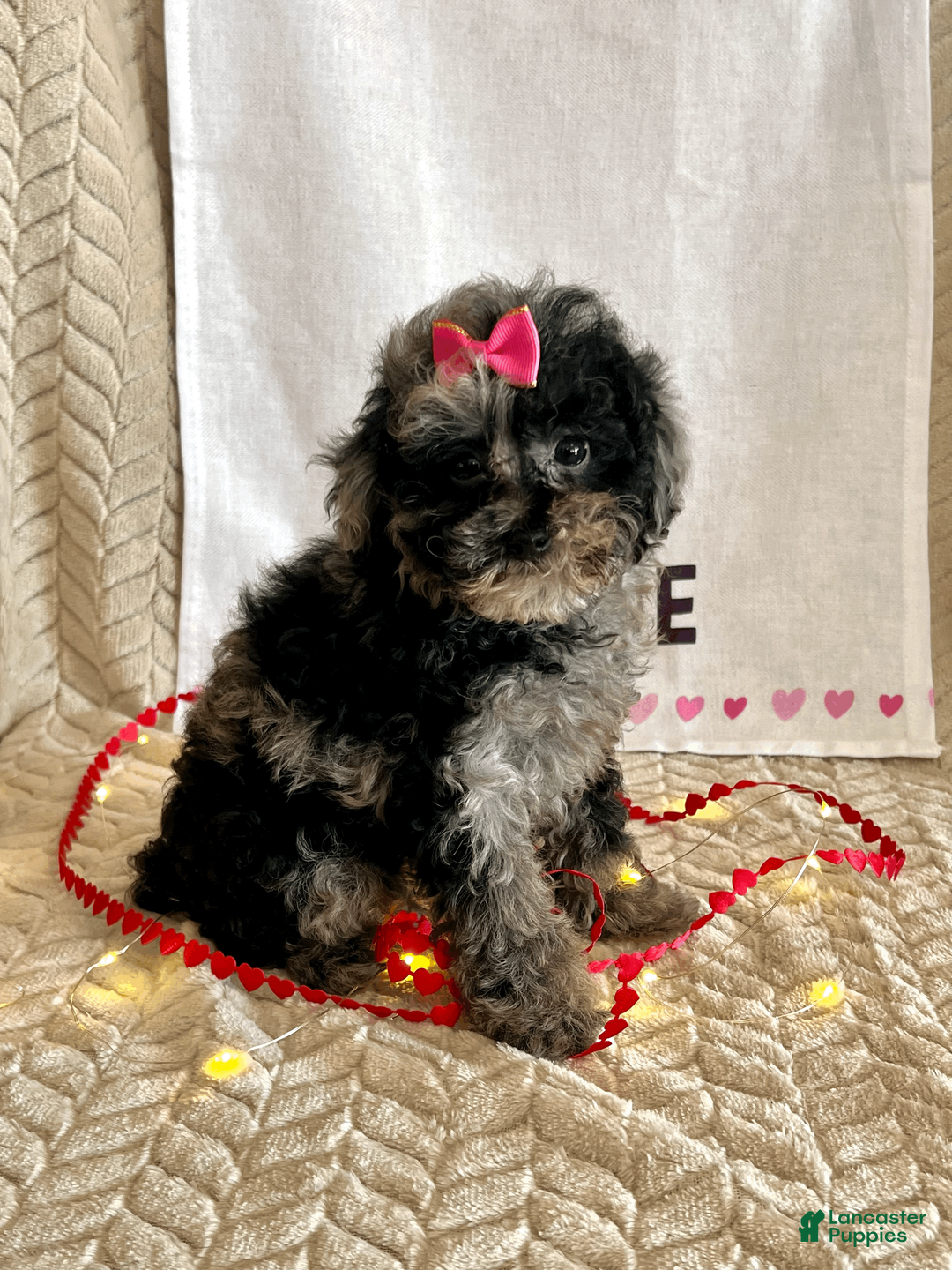 Toy Poodle dogs for sale: Lilly - Ad 2