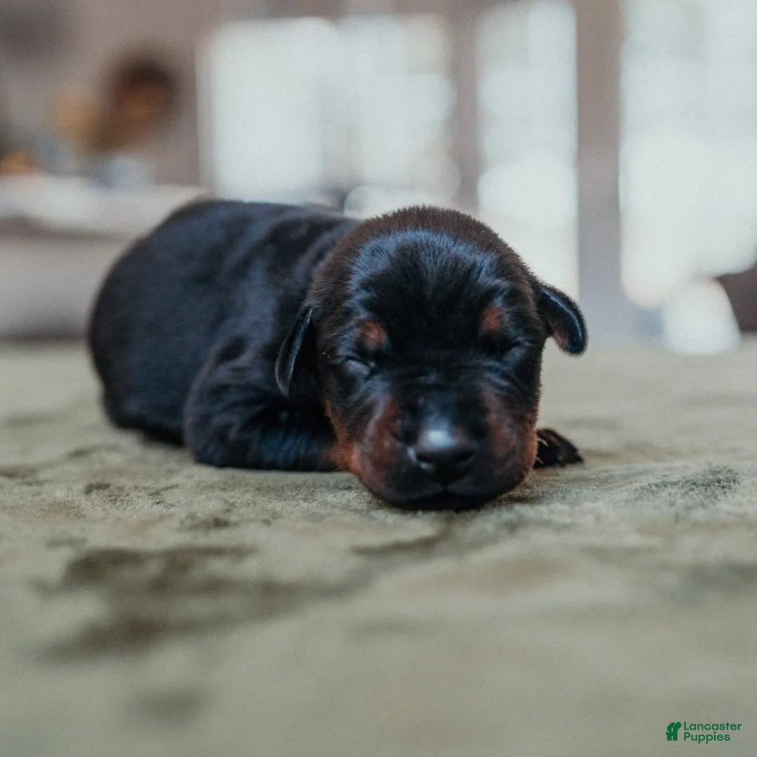 Doberman Pinscher dogs Obsidian Wildfire’s Eclipse - Ad 4
