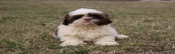 Shih Tzu dogs for sale: Erinie - Ad 3