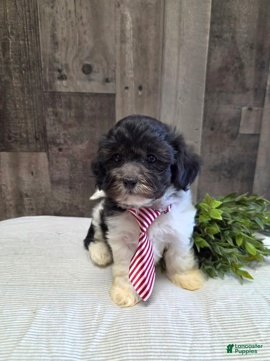 Teddy Bear dogs for sale: Shawn - Ad 5