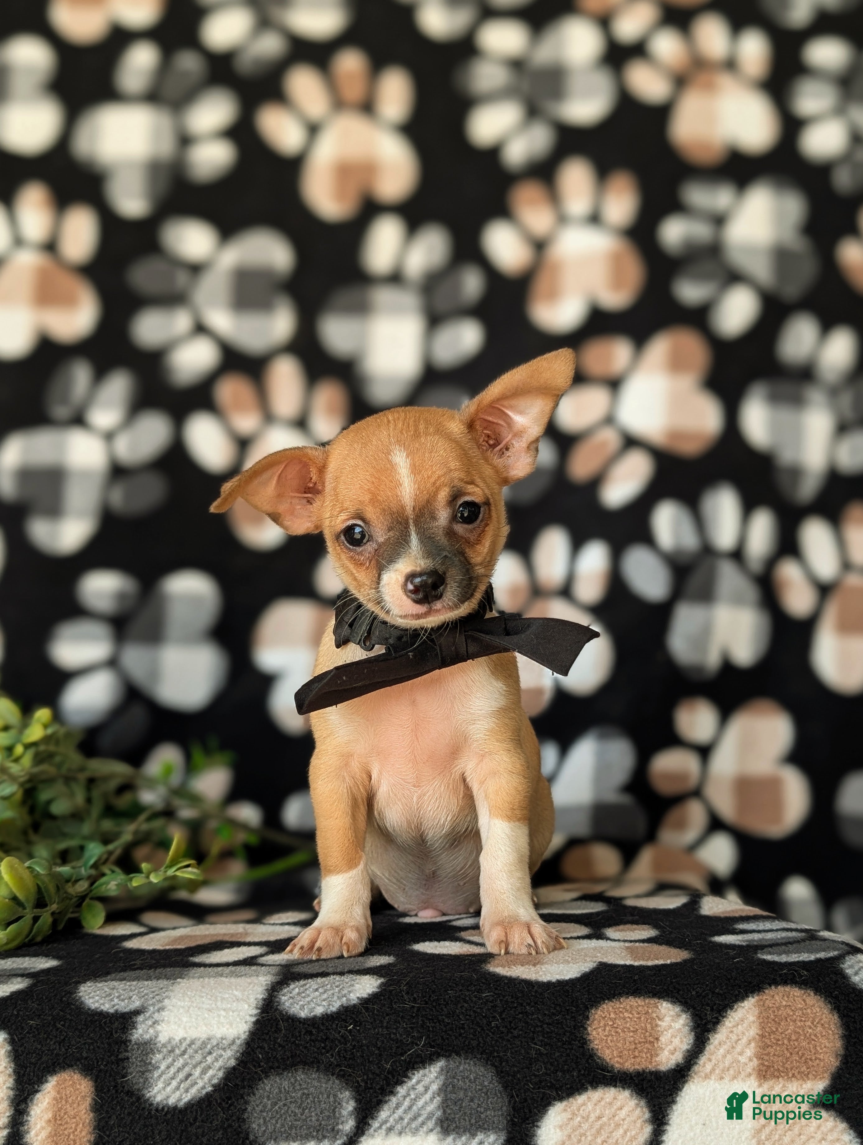 Chihuahua dogs Dantel - Ad 1