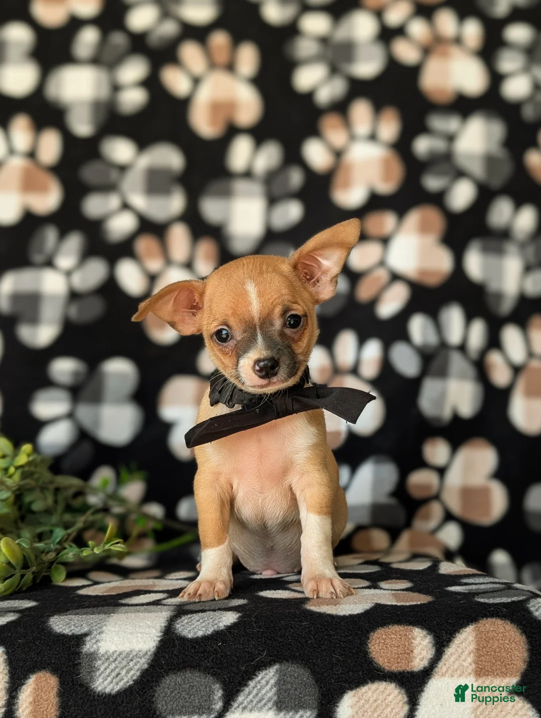 Chihuahua dogs for sale: Dantel - Ad 1