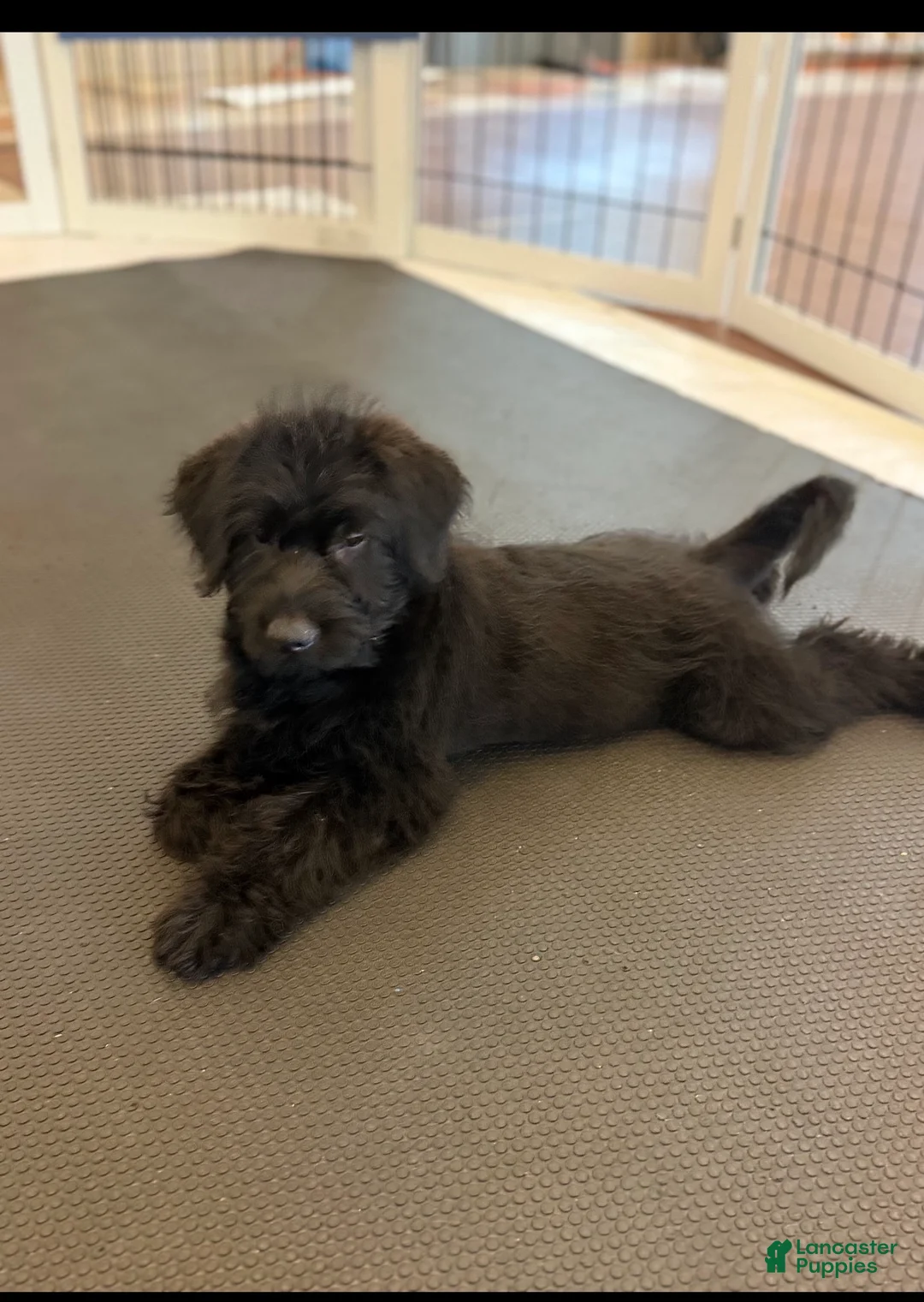 Mixed Breed dogs for sale: Murphy - Ad 2