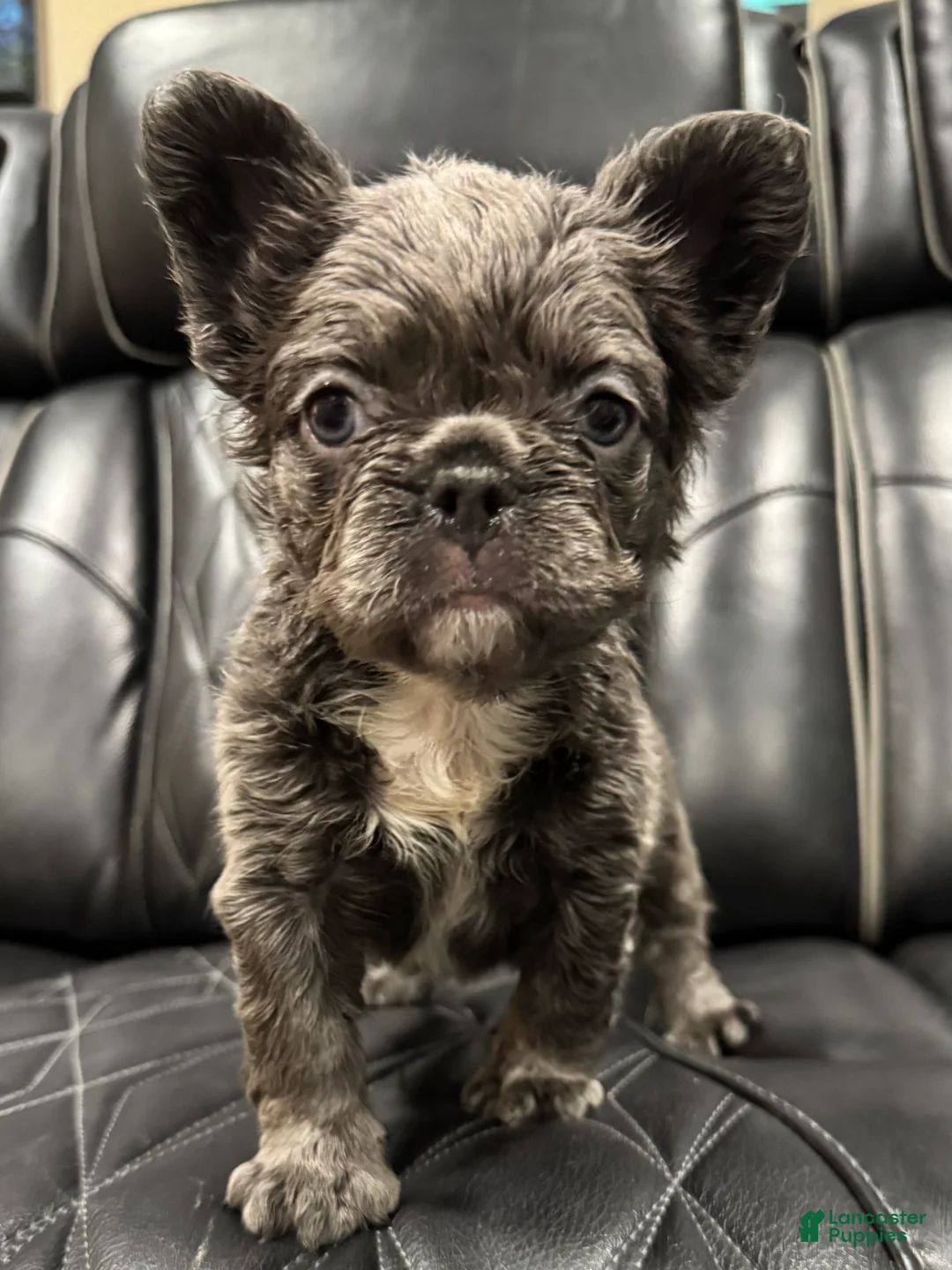 French Bulldog dogs for sale: FLUFFY PAISLEY - Ad 2