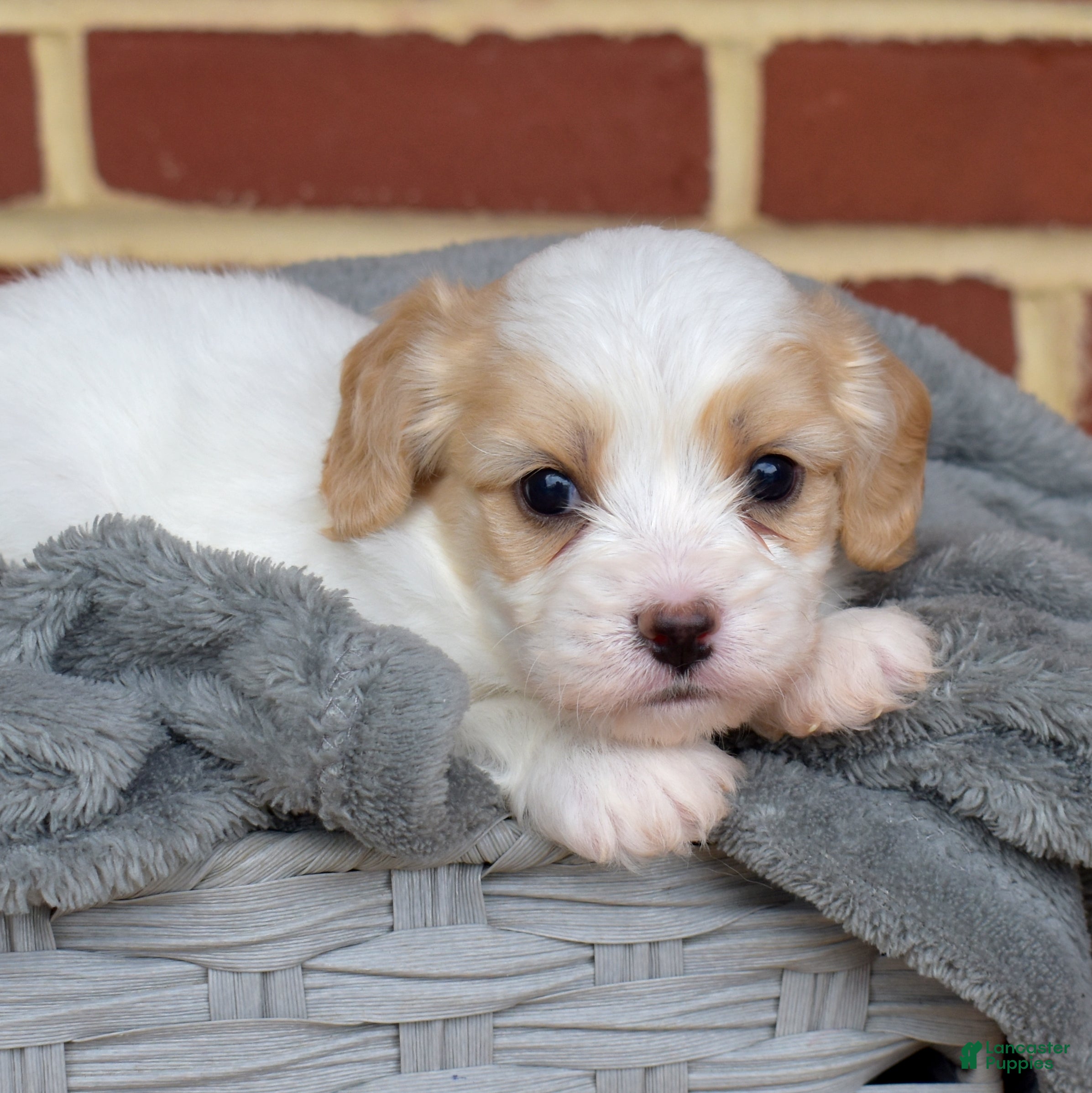 Cavachon dogs Pip - Ad 1