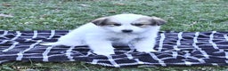Great Pyrenees dogs for sale: Macy - Ad 7